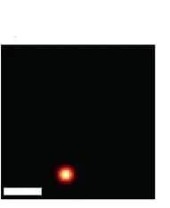 Open access visualization of Microscopy, iSCAT, TIRF, Correlation Map
