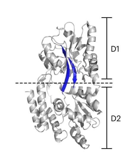 Open access visualization of Protein Structure, Crystal Structure, MalE, Apo State, Ligand-free