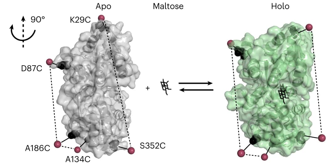 Open access visualization of Protein Structure, Crystal Structure, MalE, Apo State, Holo State