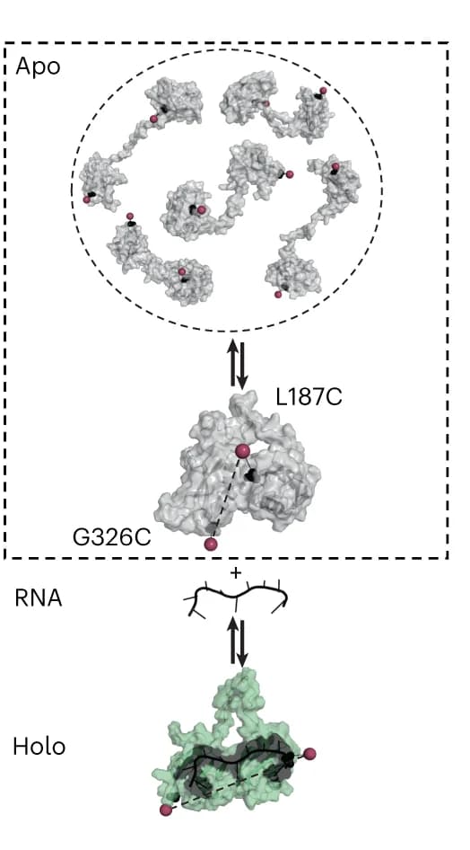 Open access visualization of Protein Structure, Workflow, U2AF2, Apo state, Holo state