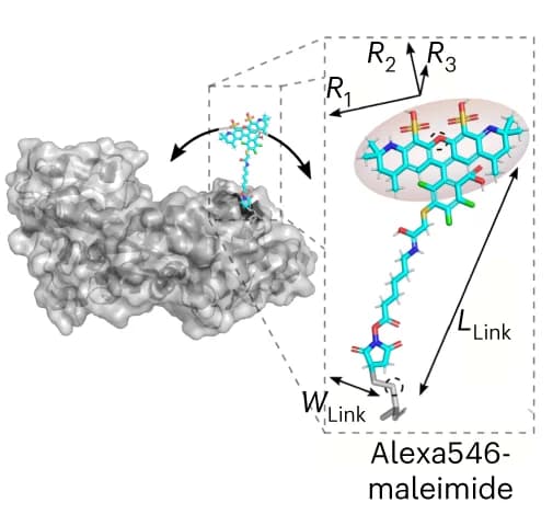 Open access visualization of Protein Structure, Chemical Structure, Alexa546, MalE, AV calculations