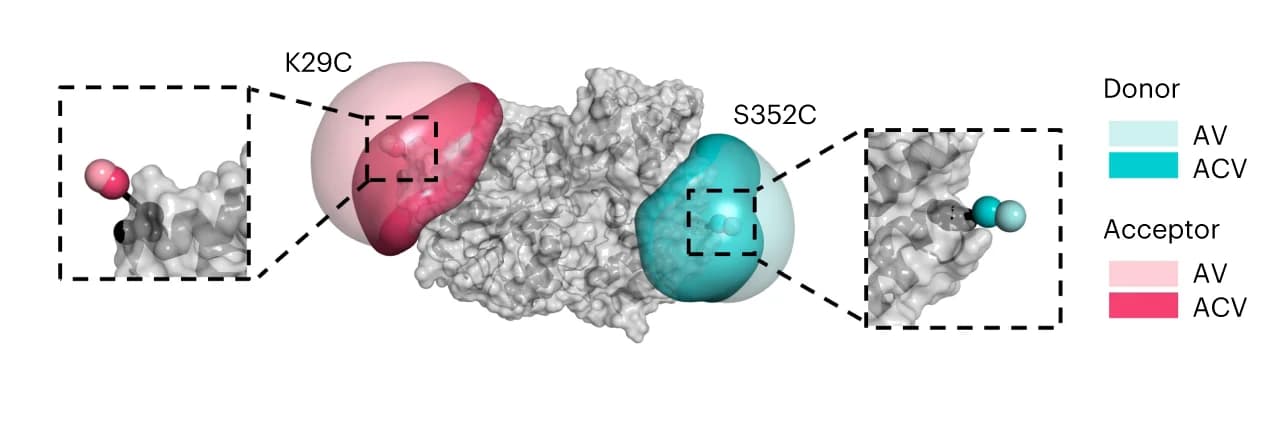 Open access visualization of Protein Structure, Chemical Structure, AV calculations, ACV calculations, Alexa546