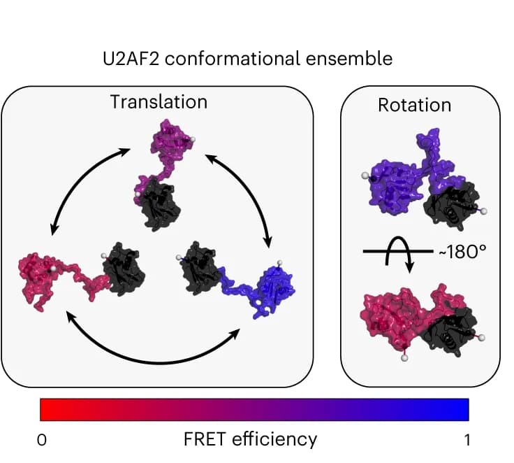 Open access visualization of Chemical Structure, Workflow, Structural Flexibility, U2AF2, Translational Movement