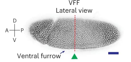 Open access visualization of Microscopy, Drosophila Embryo, Ventral Furrow Formation, Membrane Marker, Cell Outlines