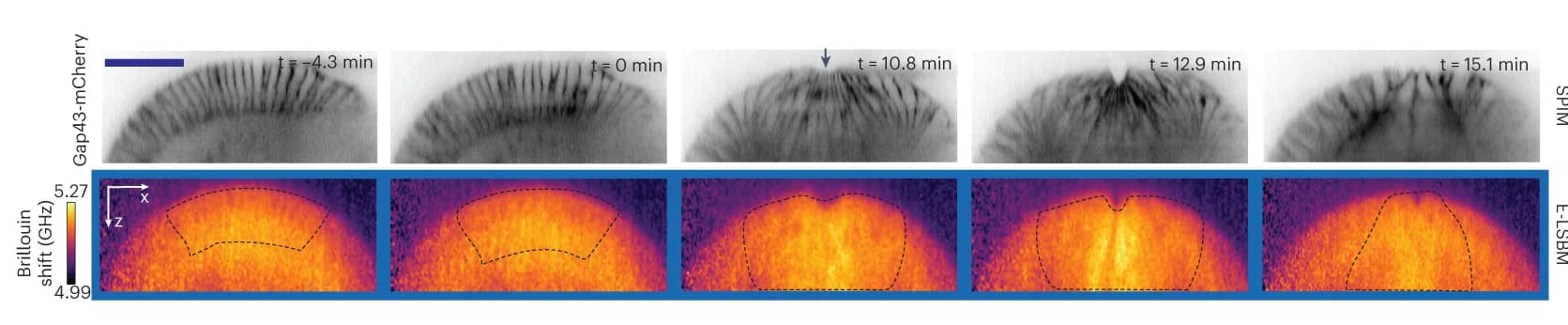 Open access visualization of Microscopy, SPIM Images, Embryo, Gap43-mCherry, Cell Membranes