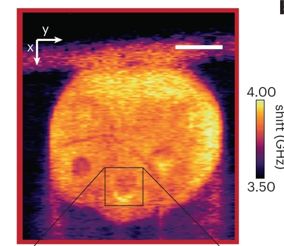 Open access visualization of Heatmap, O-LSBM Image, SPIM Image, Membranes, Phallusia Mammillata Embryo