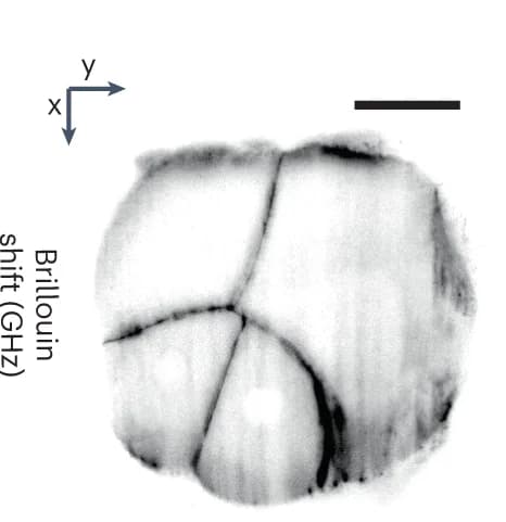 Open access visualization of Microscopy, O-LSBM Image, SPIM Image, Membranes, Phallusia Mammillata Embryo