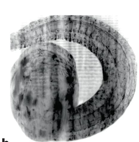 Open access visualization of Microscopy, Phallusia Embryo, Tailbud Stage, Orthogonal Views, Maximum Intensity Projection