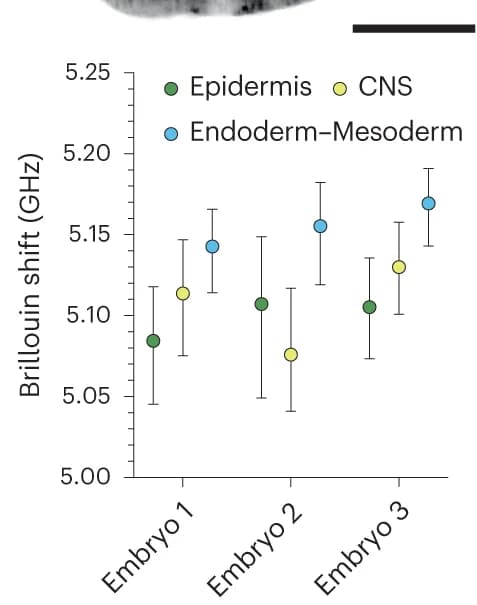 Open access visualization of Scatter Plot, Error Bars, Brillouin Shift, Epidermis, Central Nervous System