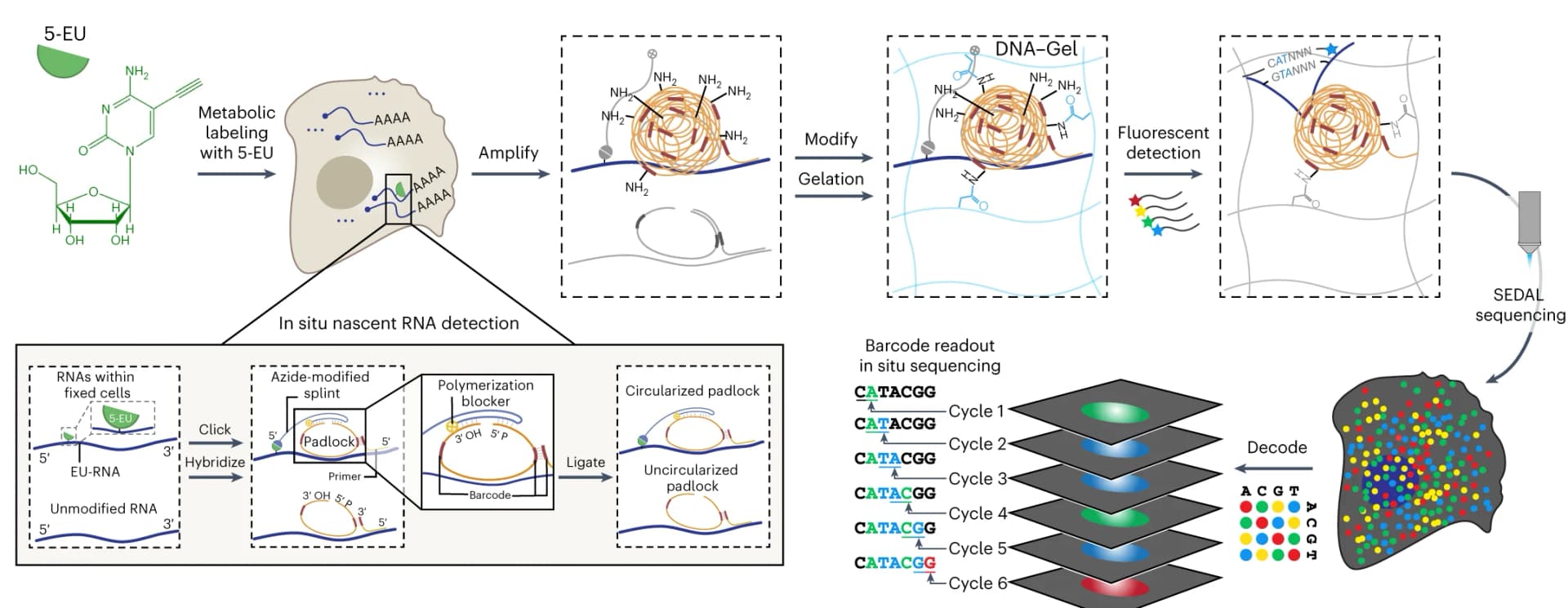 Open access visualization of Workflow, Illustration, TEMPOmap experimental workflow, 5-EU-labeled cells, tri-probes