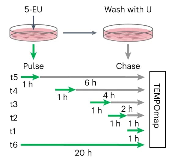 Open access visualization of Workflow, Flowchart, Pulse-chase experiment, HeLa cells, Metabolic labeling
