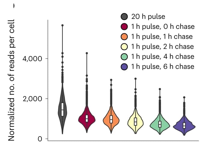 Open access visualization of Violin Plot, Box Plot, RNA reads, cDNA amplicons, Pulse-chase