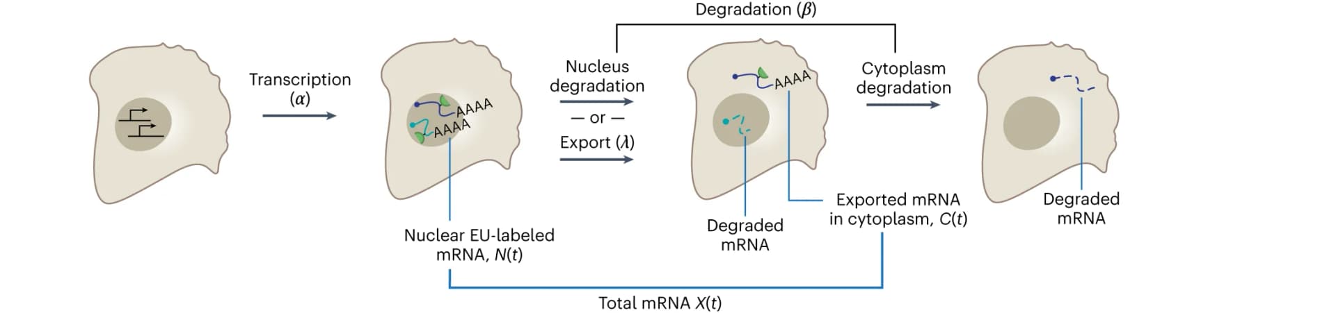 Open access visualization of Workflow, Illustration, RNA kinetic parameters, RNA synthesis, Degradation constant