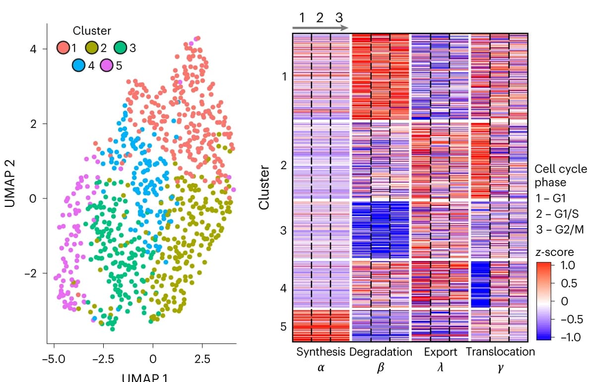 Open access visualization of UMAP, Heatmap, Gene Clustering, Cell Cycle, Z-score
