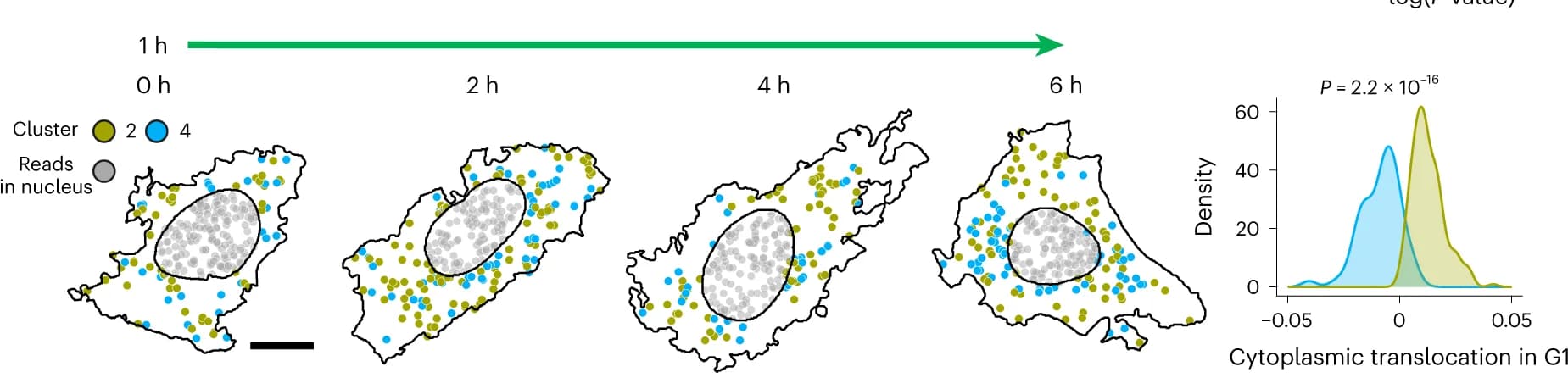Open access visualization of Line Plot, Density Plot, Scatter Plot, Cytoplasmic RNA, Clusters 2 and 4