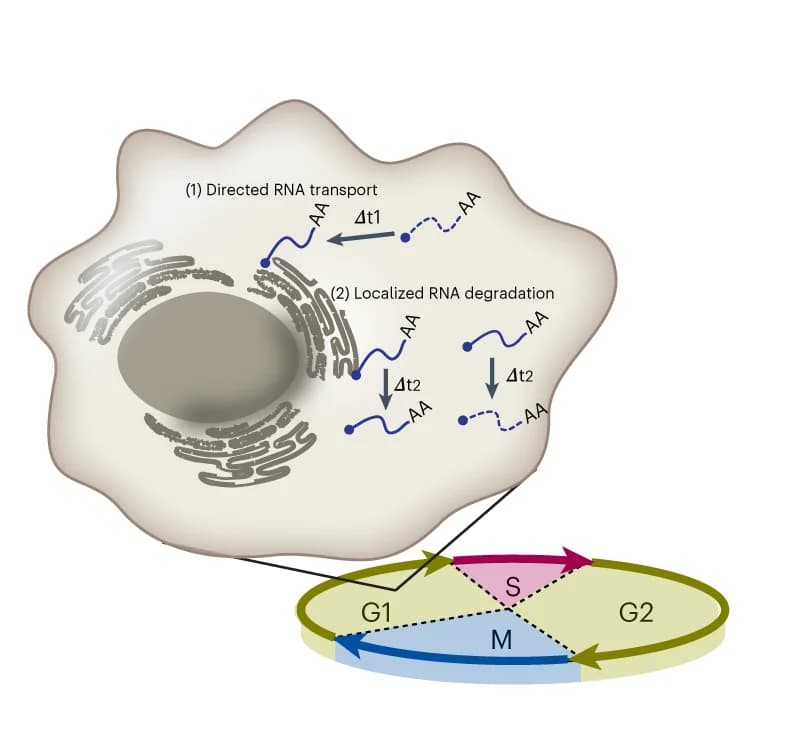 Open access visualization of Workflow, Illustration, mRNA Translocation, G1 Phase, Cluster 4