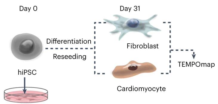 Open access visualization of Workflow, Illustration, hiPSC-CMs, Cardiac Myocytes, Cardiac Fibroblasts