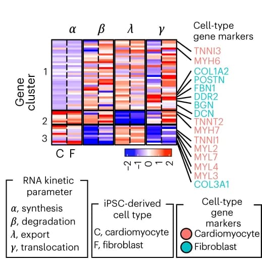 Open access visualization of Heatmap, Gene Clustering, Estimated Parameters, Cell Types, hiPSC-CMs