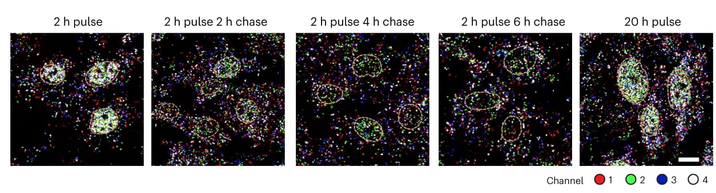 Open access visualization of Microscopy, Fluorescent Images, TEMPOmap, Single Cells, Skin Cell Culture