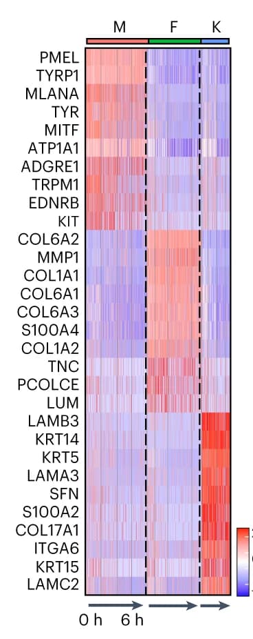 Open access visualization of Heatmap, Cell-Type Marker Expression, Cell Types, Chase Timepoints, Z-Score Normalized Value