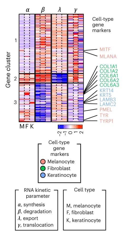 Open access visualization of Heatmap, Clustered, Gene Clustering, Estimated Parameters, Cell Types