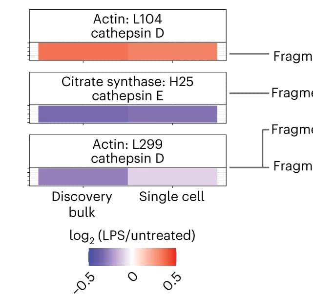 Open access visualization of Bar Plot, Heatmap, Proteolytic Products, Untreated, LPS-treated