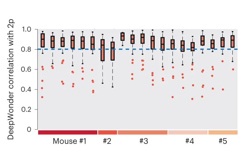 Open access visualization of Box Plot, Scatter Plot, DeepWonder, Neuron Activities, Two-Photon