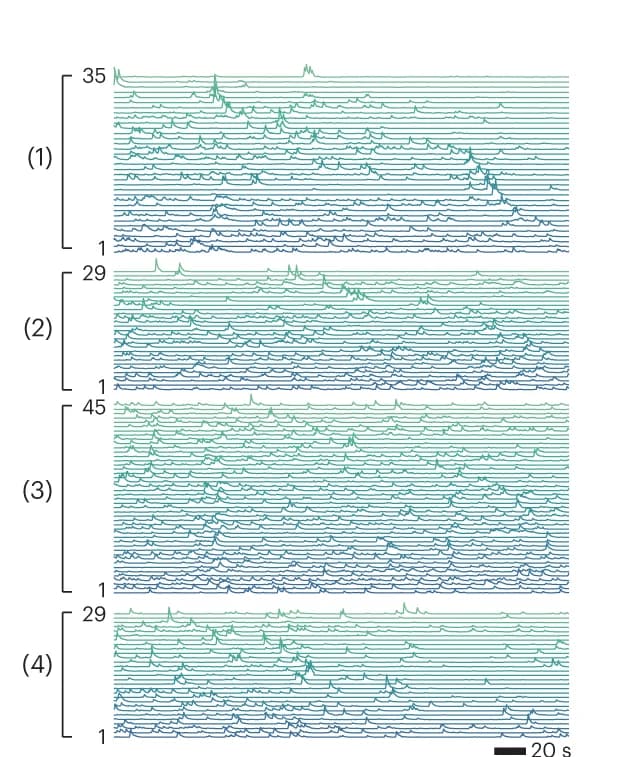 Open access visualization of Line Plot, Calcium Activities, Neurons