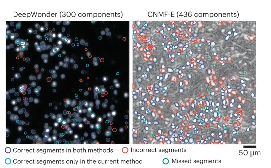 Open access visualization of Microscopy, Contour Plot, Neurons, DeepWonder, CNMF-E