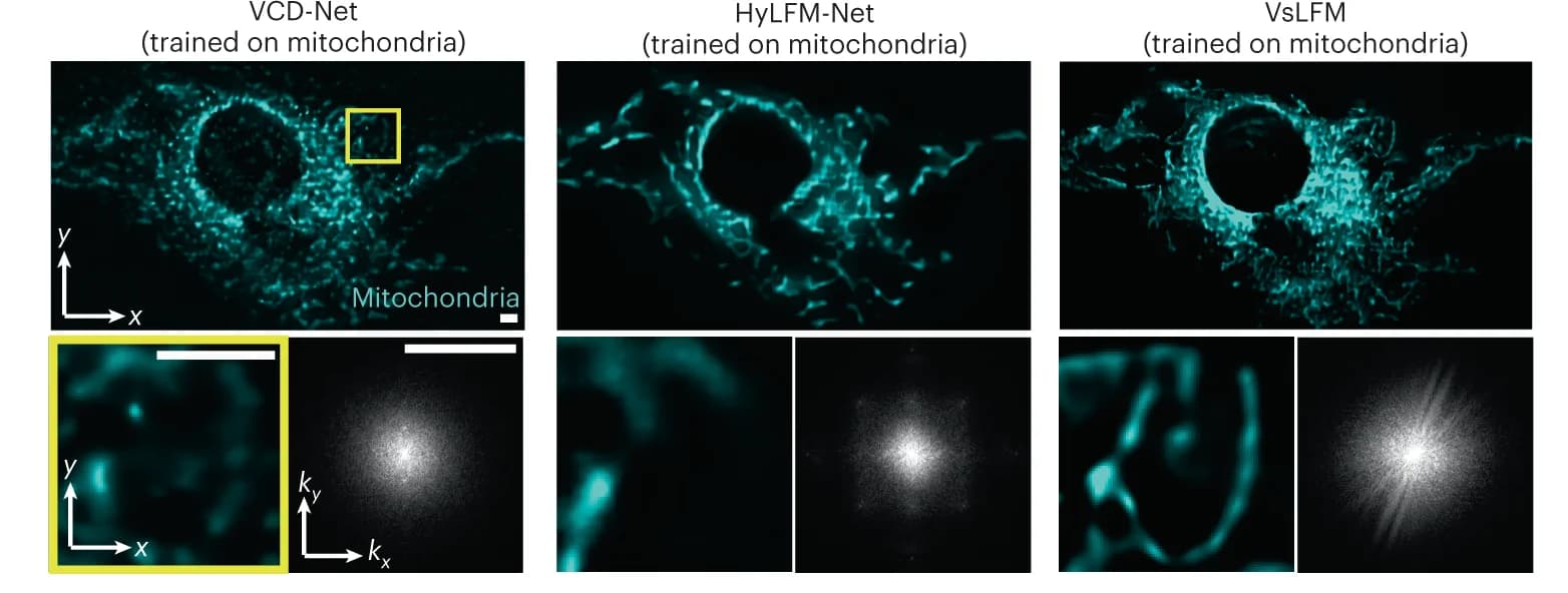 Open access visualization of Microscopy, MIPs, L929 Cells, Mitochondria, TOM20-GFP