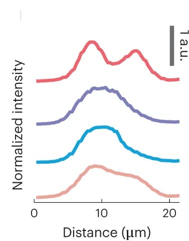 Open access visualization of Line Plot, Intensity Profiles, Blood Cells, VsLFM