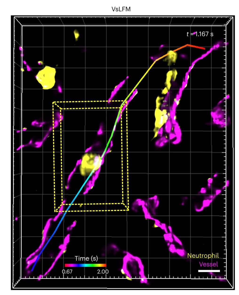 Open access visualization of Microscopy, Line Plot, Neutrophil, Blood flow, Vessels