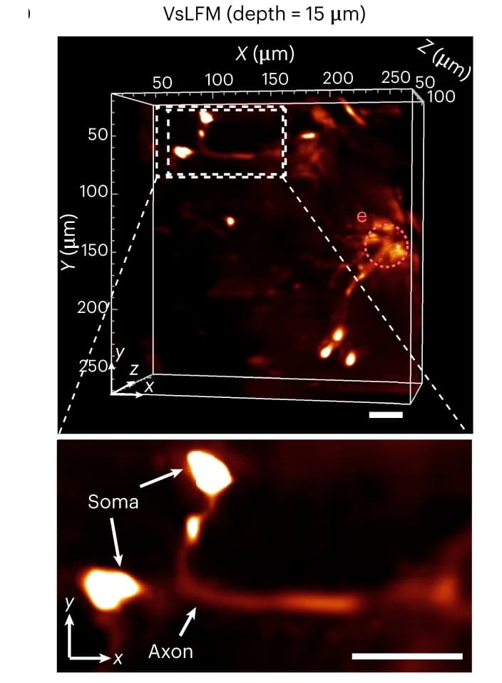 Open access visualization of Microscopy, 3D Rendering, Drosophila Brain, Dopamine Neurons, Voltage Sensitive Light Field Microscopy