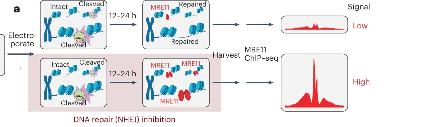 Open access visualization of Workflow, Line Plot, NHEJ, DNA repair, MRE11