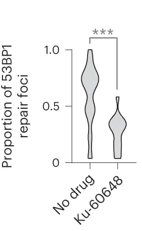 Open access visualization of Violin Plot, 53BP1 foci, BRCA1, STED, Cas9