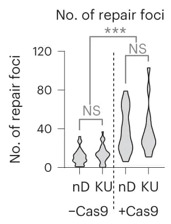 Open access visualization of Violin Plot, Repair foci, 53BP1, BRCA1, STED