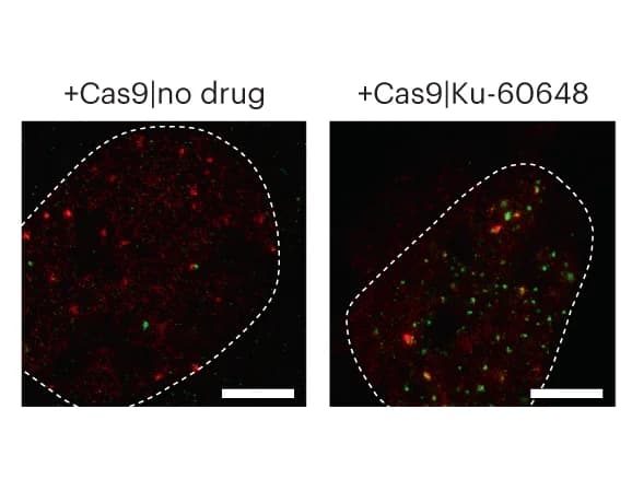 Open access visualization of Microscopy, Representative images, Cas9