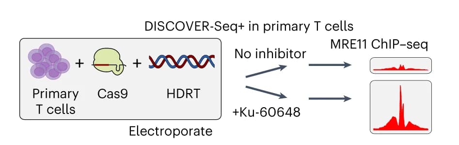 Open access visualization of Workflow, DISCOVER-Seq+, T Cell Receptor, Cancer Neoantigen, T Cells