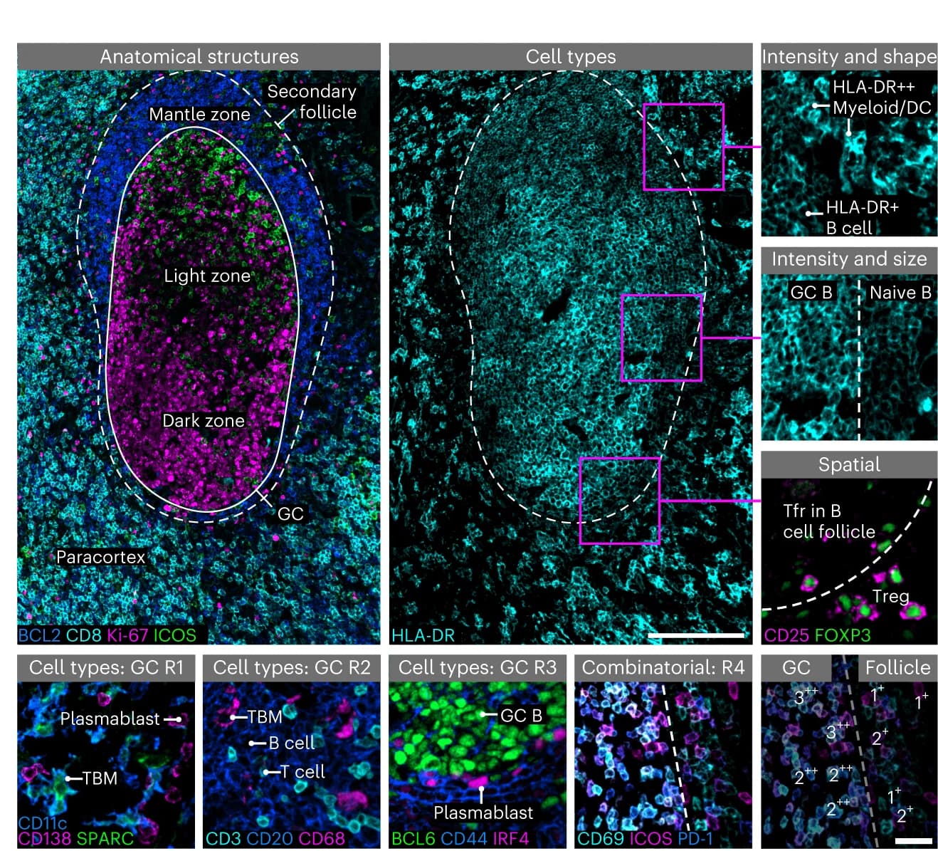 Open access visualization of Microscopy, Human Lymph Node, AS, CT, Cell States