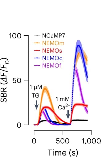 Open access visualization of Line Plot, Error Bars, Ca2+ release, SOCE responses, TG