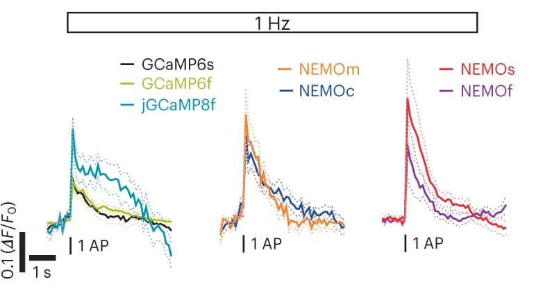 Open access visualization of Line Plot, Error Bars, Ca 2+ responses, GECIs, 1 Hz stimulation
