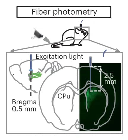 Open access visualization of Illustration, Fiber photometry