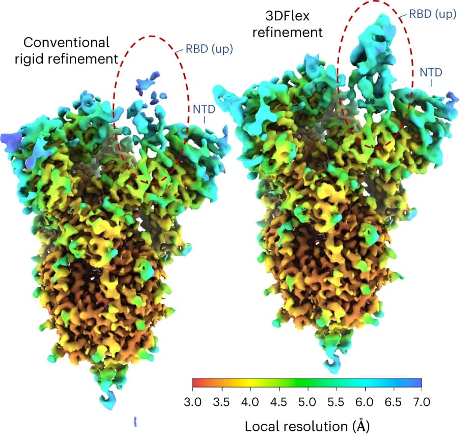 Open access visualization of Protein Structure, Density Map, 3DFlex, Refinement, Local Resolution