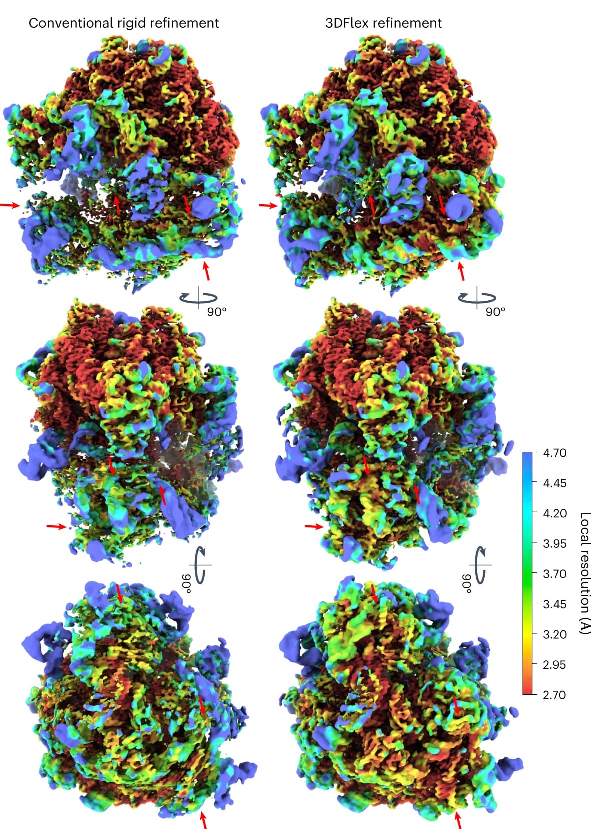Open access visualization of Protein Structure, Density Map, Refinement, Local Resolution, 3DFlex