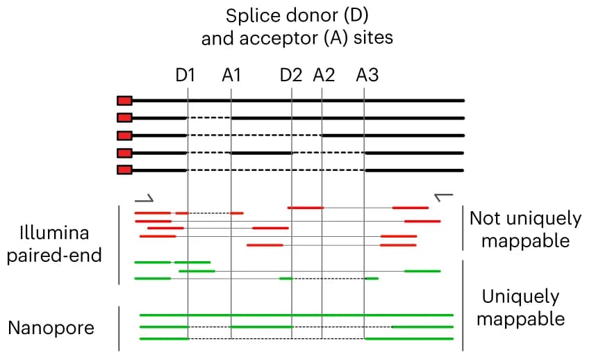 Open access visualization of Workflow, Illustration, Transcript Isoforms, Alternative Splicing, Nanopore Sequencing