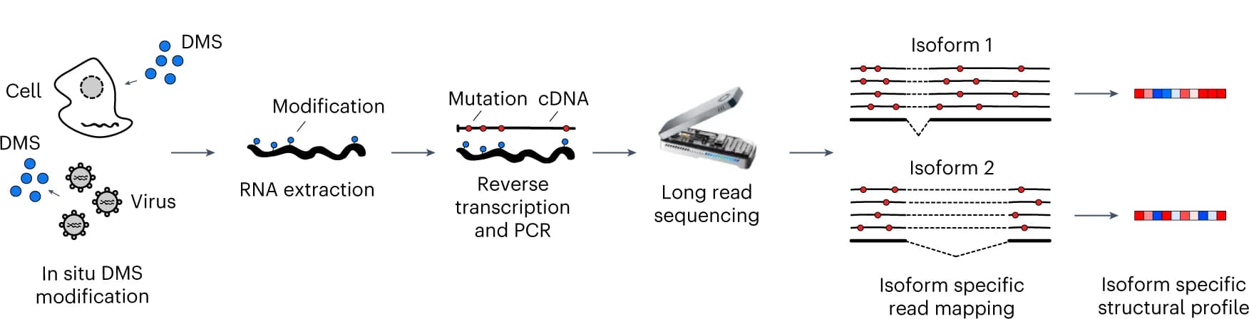 Open access visualization of Workflow, Flowchart, Illustration, RNA Structure, DMS