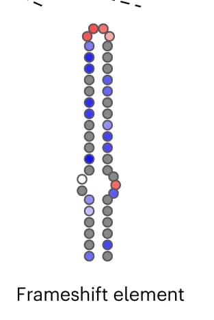 Open access visualization of Illustration, HIV-1, Frameshift element, DMS reactivity, Nucleotide
