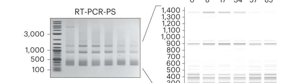 Open access visualization of Gel, Agarose Gel, RT-PCR, PS Transcripts, DMS Concentration