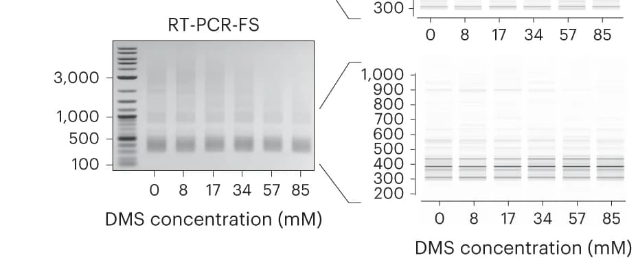 Open access visualization of Gel, Agarose Gel, RT-PCR, FS Transcripts, DMS Concentration