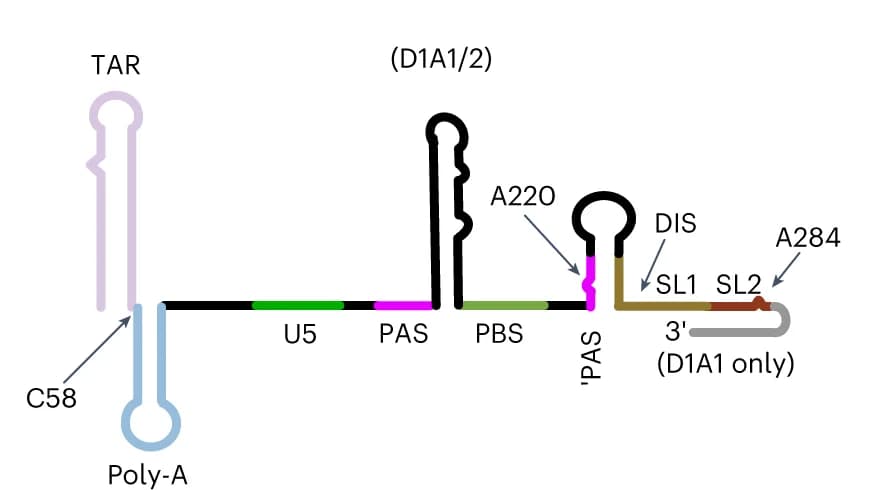 Open access visualization of Illustration, Workflow, Spliced RNA, polyA stem-loop, anti-PAS-SL1 interaction